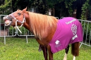 Cavalo Caramelo, smbolo das enchentes no RS,  adotado por universidade