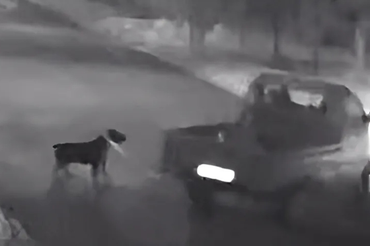 Vdeo mostra cachorro sendo amarrado e arrastado por caminhonete em Chapec
