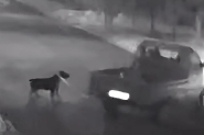 Vdeo mostra cachorro sendo amarrado e arrastado por caminhonete em Chapec