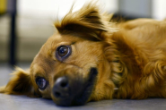 Cachorro cuidado e alimentado pela comunidade  envenenado no Gaspar Mirim