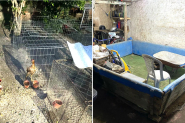 Galos em situao de maus-tratos so encontrados em possvel arena para rinha no Santa Terezinha, em Gaspar