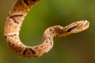 Em meia hora, bombeiros so chamados duas vezes para tirar cobras de casa e empresa em Blumenau