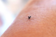 SC confirma terceira morte de 2025 por chikungunya; casos so 500% maiores que o ano passado