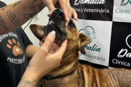 Cadela  encontrada em situao de maus-tratos aps famlia se mudar de Gaspar