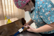 Prefeitura de Gaspar oficializa convnio com Governo de SC para projeto de castrao animal