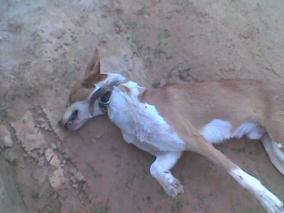 cachorromortoMD.jpg
