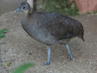 macucotinamussolitariusmaiconmohr2MD.jpg