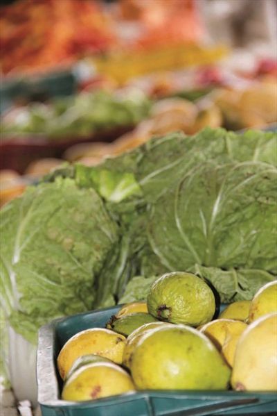 pg05agriculturaMD.jpg