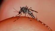 Comea em So Paulo teste que detecta dengue em 20 minutos