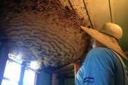 Vespeiro gigante dentro de casa  motivo de orgulho para catarinense de Herval d' Oeste