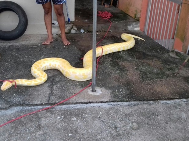 Cobra de 4 metros  capturada dentro de casa em So Francisco do Sul