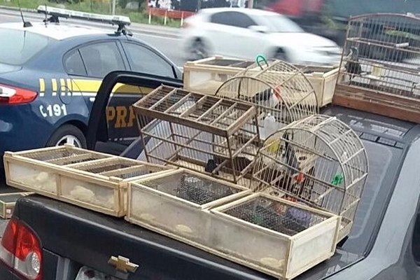 Animais silvestres so encontrados em carro na BR-101, em Tubaro