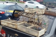 Animais silvestres so encontrados em carro na BR-101, em Tubaro