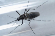SC tem 1 caso de Chikungunya contrado dentro do estado em 2016