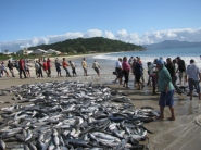 Pesquisa estuda cultivo comercial de tainhas em cativeiro em Santa Catarina