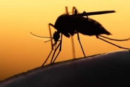 SC tem mais dois casos de chikungunya e um de zika, diz Dive