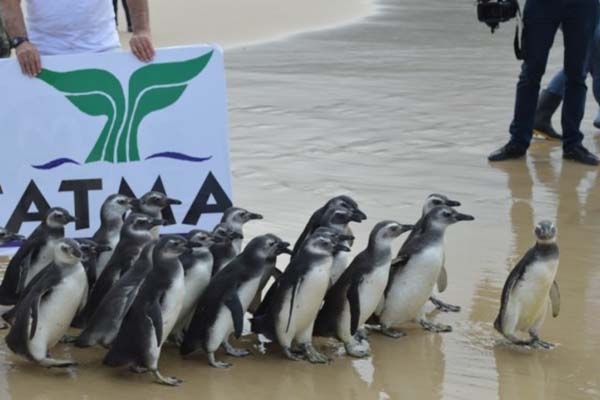 SC ter dois novos espaos para tratamento de animais marinhos