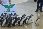 SC ter dois novos espaos para tratamento de animais marinhos