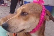 Voluntrios promovem eventos para ajudar animais de rua em Navegantes