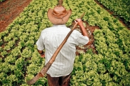 Agricultura familiar catarinense fornece alimentos para todo o pas