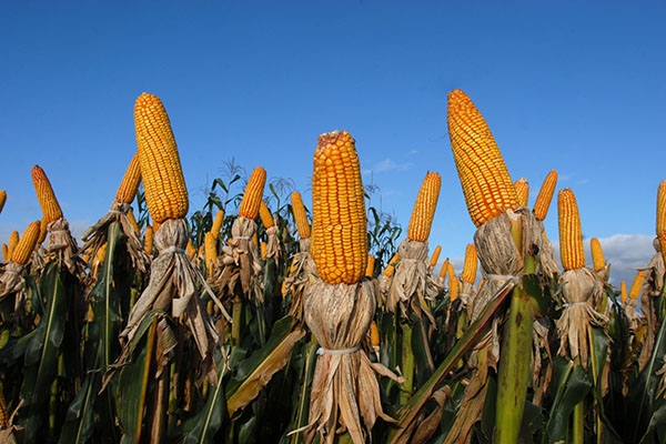 Agricultores catarinenses voltam a investir na produo de milho