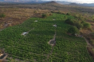 PF destri 36 mil ps de maconha que tinham at sistema de irrigao em PE
