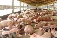 Exportao de carne suna de SC cresce 47% de janeiro a agosto
