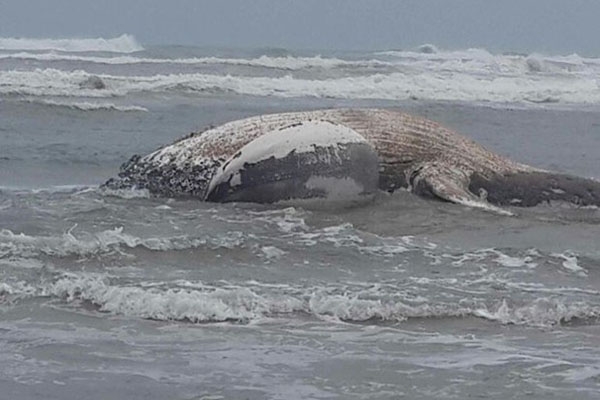 Filhotes de baleia e boto so encontrados mortos em Laguna