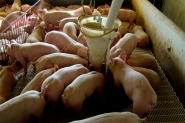 Agronegcio movimenta R$ 61 bilhes na economia catarinense