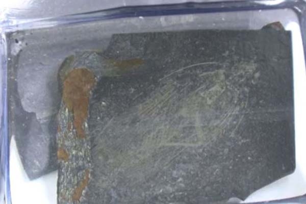 Fssil de barata que viveu antes dos dinossauros  achado em Santa Catarina