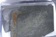 Fssil de barata que viveu antes dos dinossauros  achado em Santa Catarina