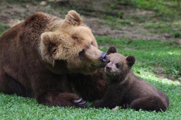 Filhote de urso-pardo  apresentado aos visitantes do Zoolgico Pomerode