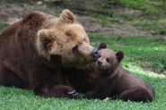 Filhote de urso-pardo  apresentado aos visitantes do Zoolgico Pomerode