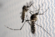 OMS diz que Brasil ainda ter novos 1 mil casos de microcefalia