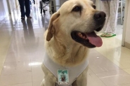 Co-bombeiro Ice ganha crach por atuar como 'voluntrio' em hospital