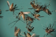 SC teve mais de 4,3 mil casos de dengue em 2016