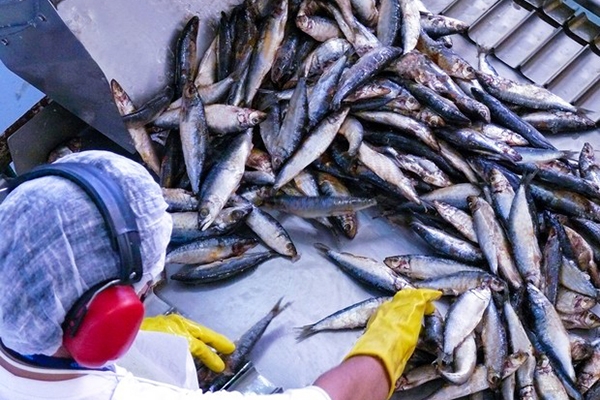 Safra da sardinha come�a em SC com a expectativa de 80 mil toneladas