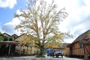 Maior Osterbaum do mundo � de Pomerode