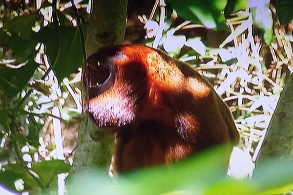 Dive alerta que macacos s�o v�timas, e n�o transmissores da febre amarela