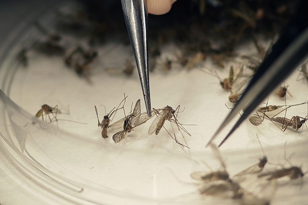 N� de focos de Aedes aegypti em SC aumenta em rela��o a 2016