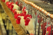 Boa fase da avicultura de SC resulta em redu��o no pre�o da carne do frango