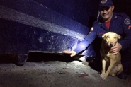 C�o prensado por cont�iner por tr�s horas � resgatado por bombeiros em SC
