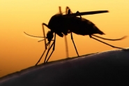 Casos de zika caem 92% em 2017; dengue e chikungunya tambm tm queda