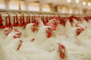 Agropecuária de SC fatura R$ 29,5 bilhões em 2017, diz secretaria