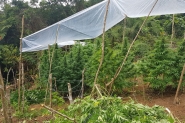 Plantação de maconha é encontrada pela polícia e incinerada em Garopaba