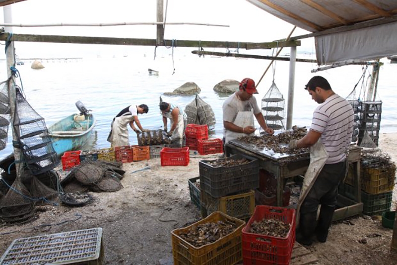 Ministério da Agricultura autoriza comercialização de mariscos de Santa Catarina com outros estados