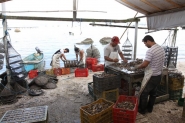 Ministério da Agricultura autoriza comercialização de mariscos de Santa Catarina com outros estados