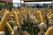 Secretaria da Agricultura vai investir R$ 47 milh�es no Programa Terra Boa 2019