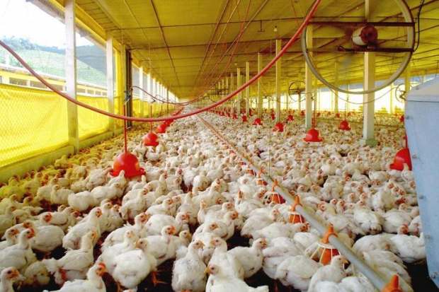 Santa Catarina começa o ano com alta nas exportações de carnes