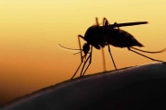 Estado realiza campanha de vacinação contra a febre amarela